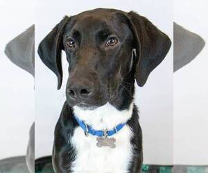 Borador Dogs for adoption in Kennesaw, GA, USA