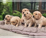 Small #4 Golden Retriever