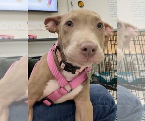 Muffin: Sweet Treats Litter - Female American Staffordshire Terrier-Staffordshire Bull Terrier Mix Dog for Adoption - Photo #6
