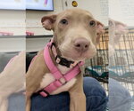 Small #19 American Staffordshire Terrier Mix