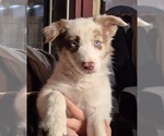Puppy Selenite Border-Aussie