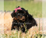 Small Photo #3 Maltipoo (Miniature) Puppy For Sale in WARSAW, IN, USA