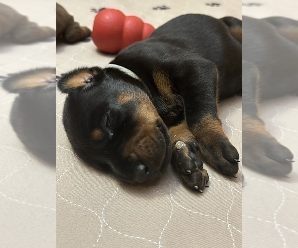 Medium Photo #60 Doberman Pinscher Puppy For Sale in MACOMB TOWNSHIP, MI, USA