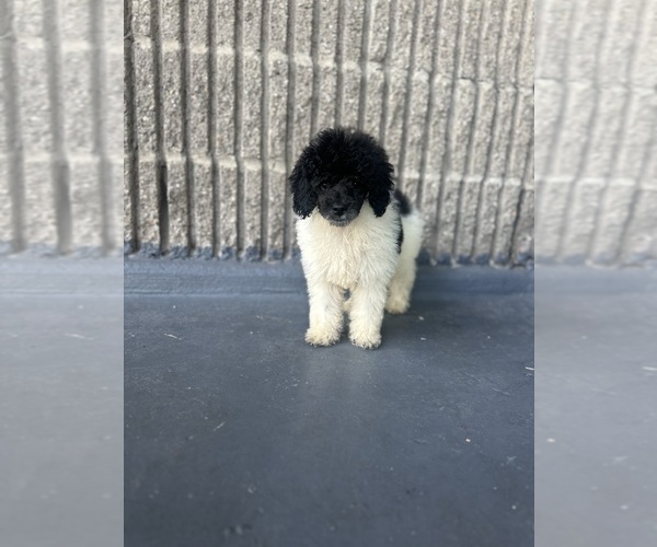 Medium Photo #11 Poodle (Toy) Puppy For Sale in BRONX, NY, USA