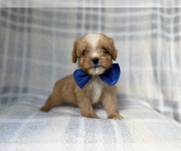 Medium Photo #10 Cavapoo (Miniature) Puppy For Sale in LAKELAND, FL, USA
