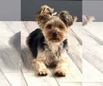 Small #7 Mutt