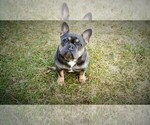 Small Photo #3 French Bulldog Puppy For Sale in EAST ORANGE, NJ, USA