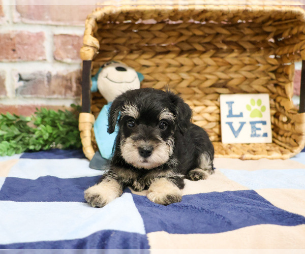 Medium Photo #7 Schnauzer (Miniature) Puppy For Sale in SYRACUSE, IN, USA