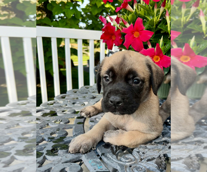 Mastiff Puppy for sale in KEARNEY, MO, USA