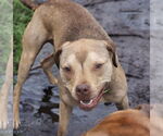 Small #10 American Pit Bull Terrier-Staffordshire Bull Terrier Mix