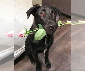 Chirp - Male German Shepherd Dog-Unknown Mix Dog for Adoption - Photo #5