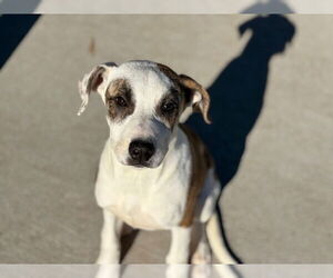 Mutt Dogs for adoption in Tulsa, OK, USA