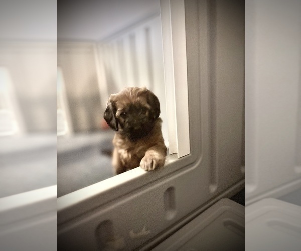 Medium Photo #4 Goldendoodle (Miniature) Puppy For Sale in CAPE CORAL, FL, USA