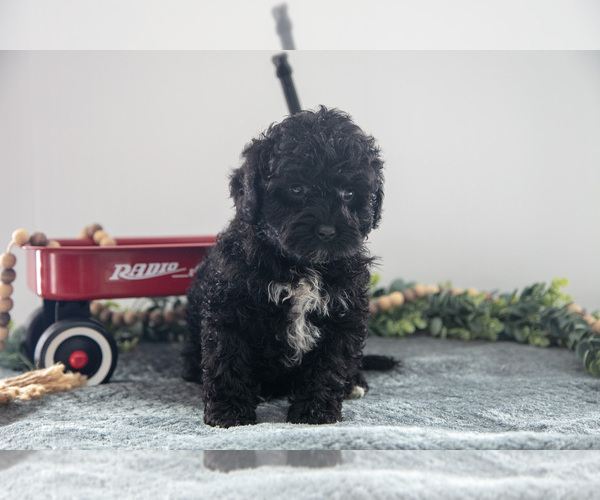 Medium Photo #1 Poodle (Miniature)-Portuguese Water Dog Mix Puppy For Sale in FREDERICKSBURG, OH, USA