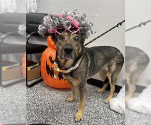 German Shepherd Dog Dogs for adoption in Rosenberg, TX, USA