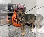 HOPE - Female German Shepherd Dog Dog for Adoption - Small photo
