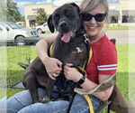 Small #2 American Pit Bull Terrier-Staffordshire Bull Terrier Mix