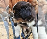 Puppy Puppy 2 Australian Shepherd