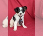 Small Photo #4 Papillon Puppy For Sale in OXFORD, PA, USA