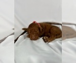Small Photo #53 Goldendoodle Puppy For Sale in ABILENE, TX, USA