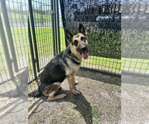 German Shepherd Dog Dogs for adoption in Abbeville, LA, USA