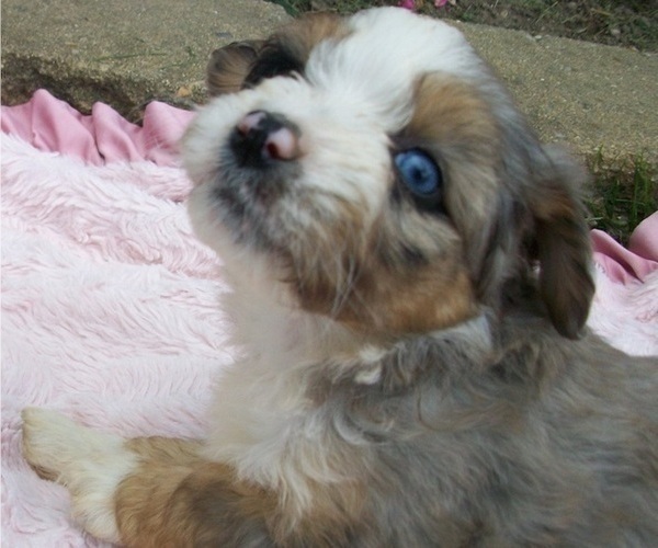 Medium Photo #5 Aussiedoodle Miniature  Puppy For Sale in ROSCOMMON, MI, USA