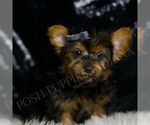 Small #2 Yorkshire Terrier
