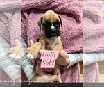 Small Photo #14 Boxer Puppy For Sale in CITRUS HEIGHTS, CA, USA