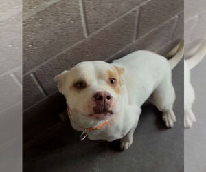 American Pit Bull Terrier-Unknown Mix Dogs for adoption in Las Vegas, NM, USA