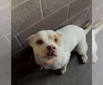Small American Pit Bull Terrier Mix