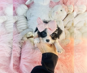 Morkie Puppy for sale in TAMPA, FL, USA