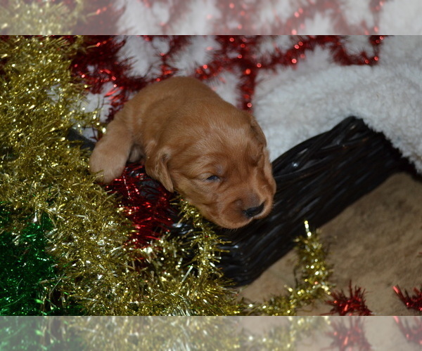 Medium Photo #1 Golden Retriever Puppy For Sale in GREENWOOD, WI, USA