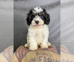Small #9 Cavapoo (Miniature)