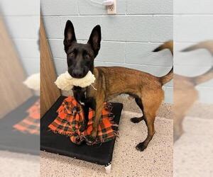 Mutt Dogs for adoption in Brighton, CO, USA