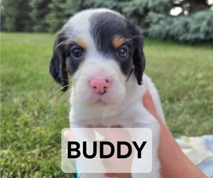 Medium English Setter