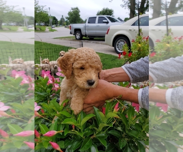 Medium Photo #2 Goldendoodle Puppy For Sale in AUBURN, IN, USA