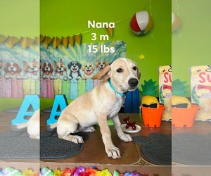 Chihuahua-Retriever Mix Dogs for adoption in Virginia Beach, VA, USA