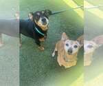 Small #3 Chihuahua Mix