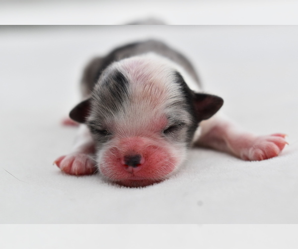 Medium Photo #3 Shih Aussie Puppy For Sale in PALM COAST, FL, USA