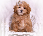 Puppy Tommie F1 Maltipoo (Toy)