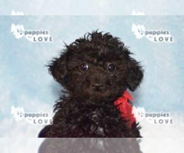 Medium Photo #14 Poodle (Toy) Puppy For Sale in SANGER, TX, USA