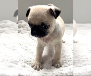 Pug Puppy for sale in EDWARDSBURG, MI, USA