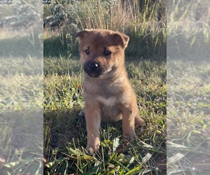 Shiba Inu Puppy for sale in HILLSBORO, WI, USA