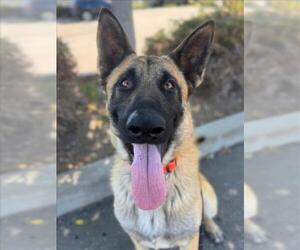German Shepherd Dog Dogs for adoption in Woodland, CA, USA