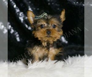 Yorkshire Terrier Puppy for sale in WARSAW, IN, USA