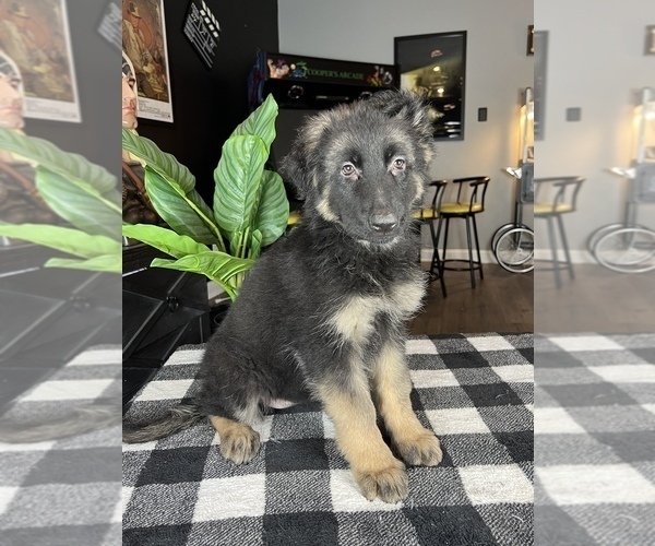 Medium Photo #3 German Shepherd Dog Puppy For Sale in FRANKLIN, IN, USA