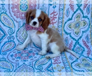 Cavalier King Charles Spaniel Puppy for sale in LANCASTER, PA, USA