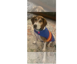 Huck - Male Treeing Walker Coonhound-Unknown Mix Dog for Adoption - Photo #4