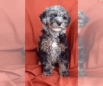 Small Photo #5 Bernedoodle (Miniature) Puppy For Sale in GOSHEN, IN, USA