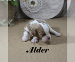 Small #5 Cavalier King Charles Spaniel
